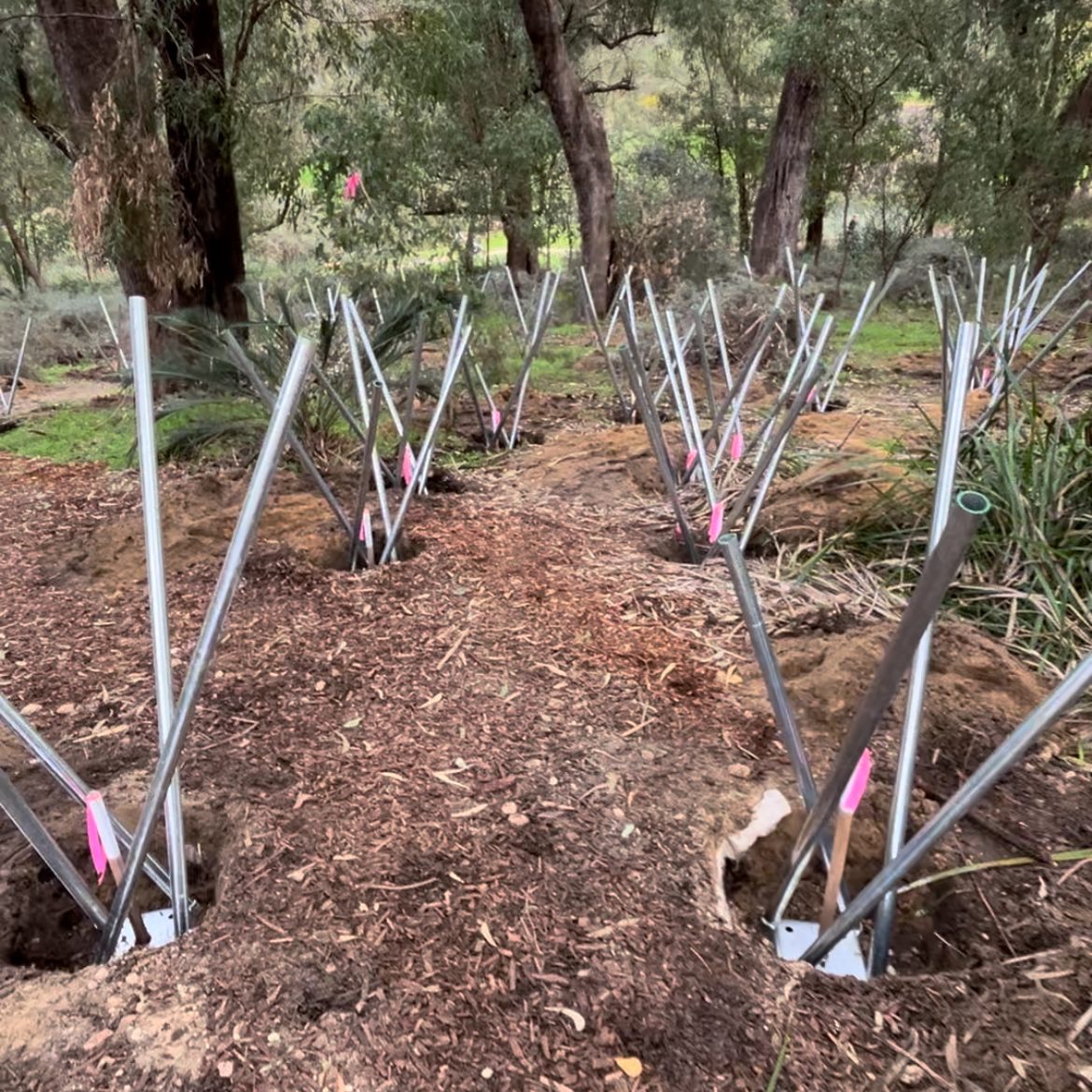 Kings Park piles